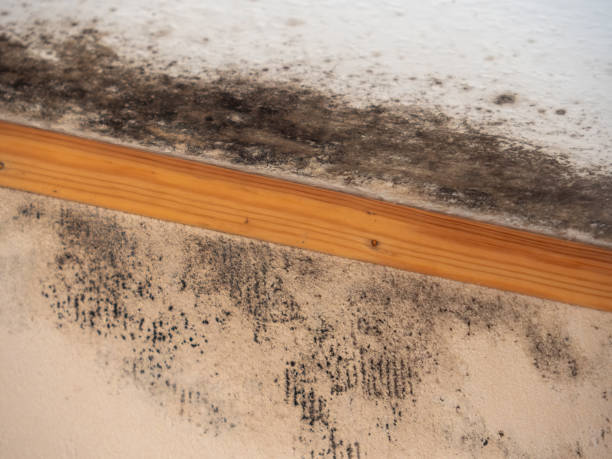Best Commercial Mold Inspection  in Greenwood Village, CO