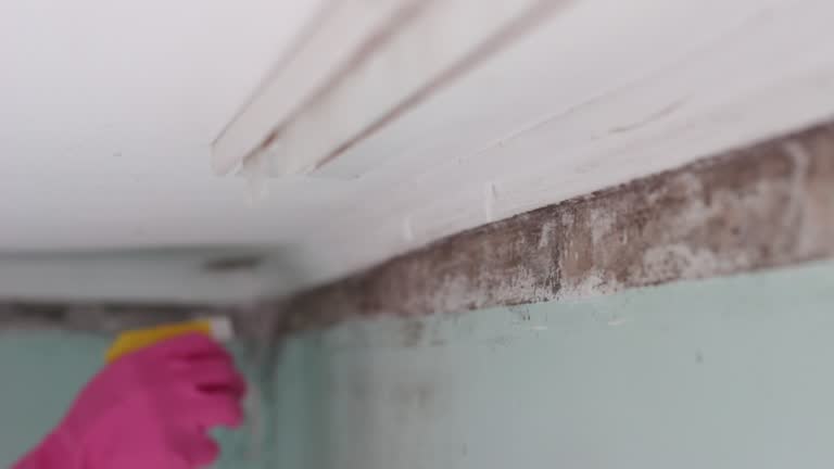 Professional Mold Removal in Greenwood Village, CO